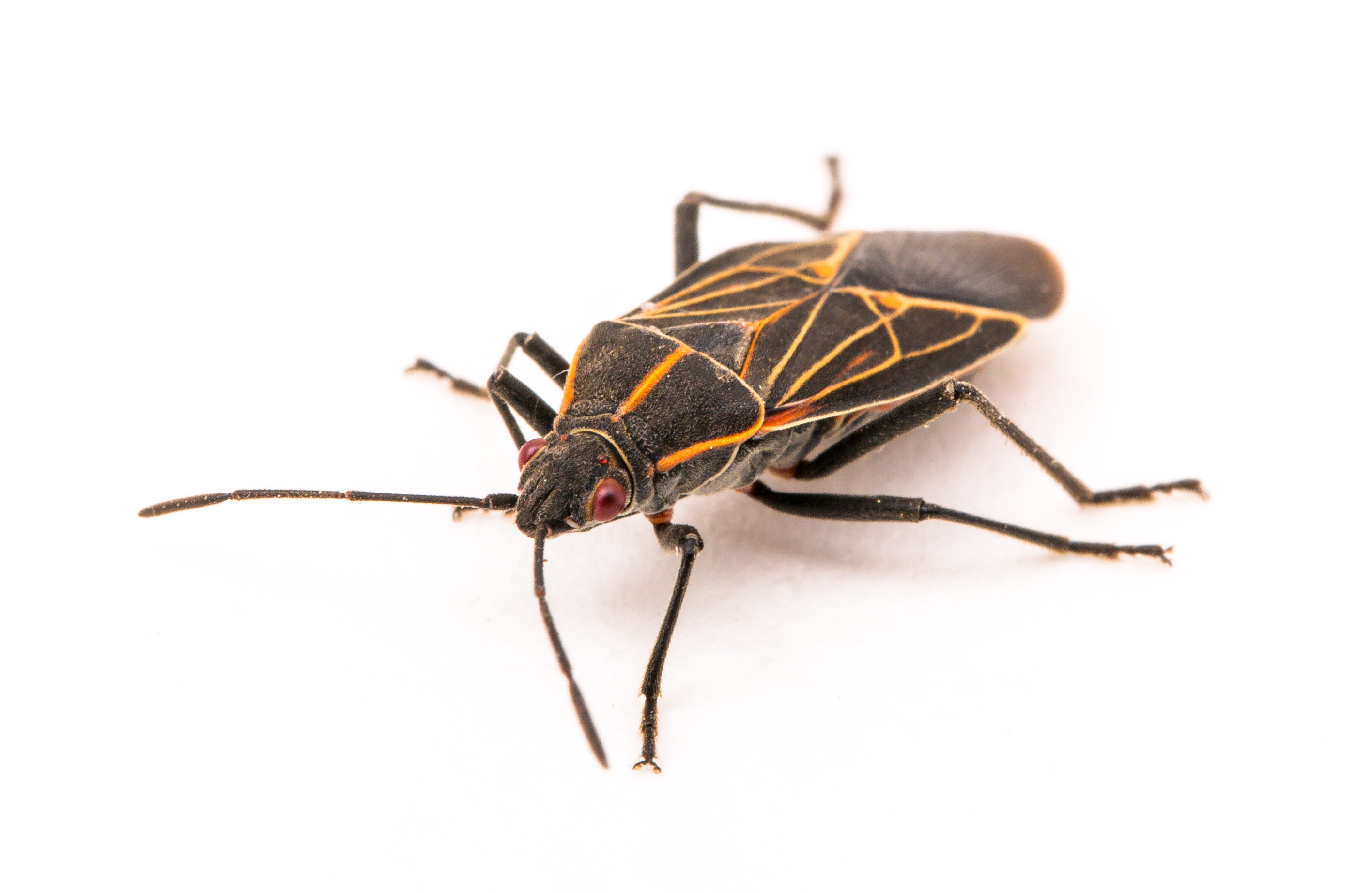 Boxelder Bugs ARMOUR PEST CONTROL IN CANADA